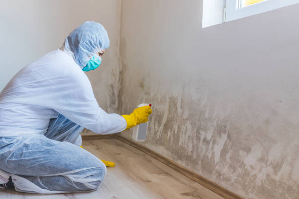 Trusted San Antonio, FL Mold Removal Experts