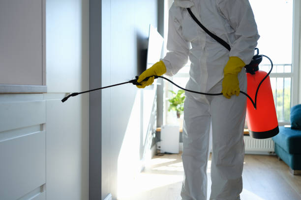 Mold Removal Process in San Antonio, FL