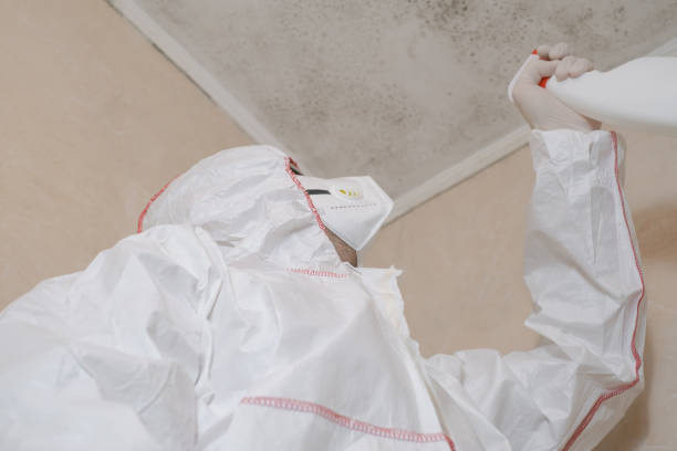 Best Best Mold Removal Companies  in San Antonio, FL