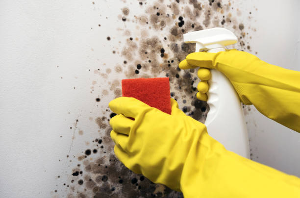 Best Same-Day Mold Removal  in San Antonio, FL